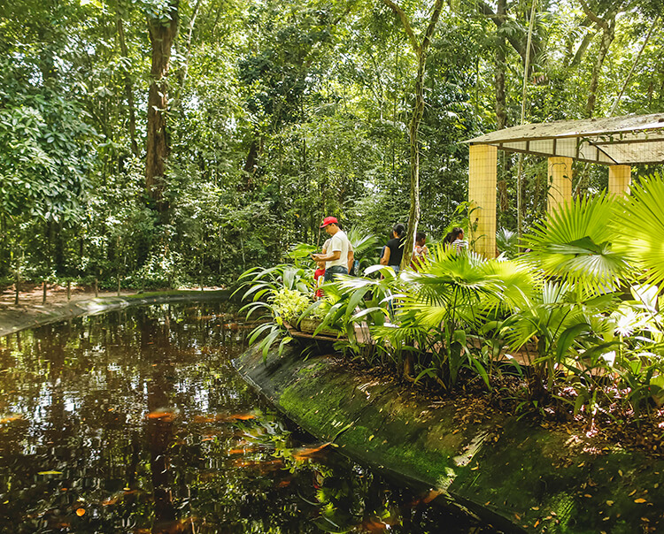 Jardim Botânico do Recife comemora 40 anos com novidades para os visitantes: Trilha Acessível, Jardim Passifloraceae e aplicativo para visitação